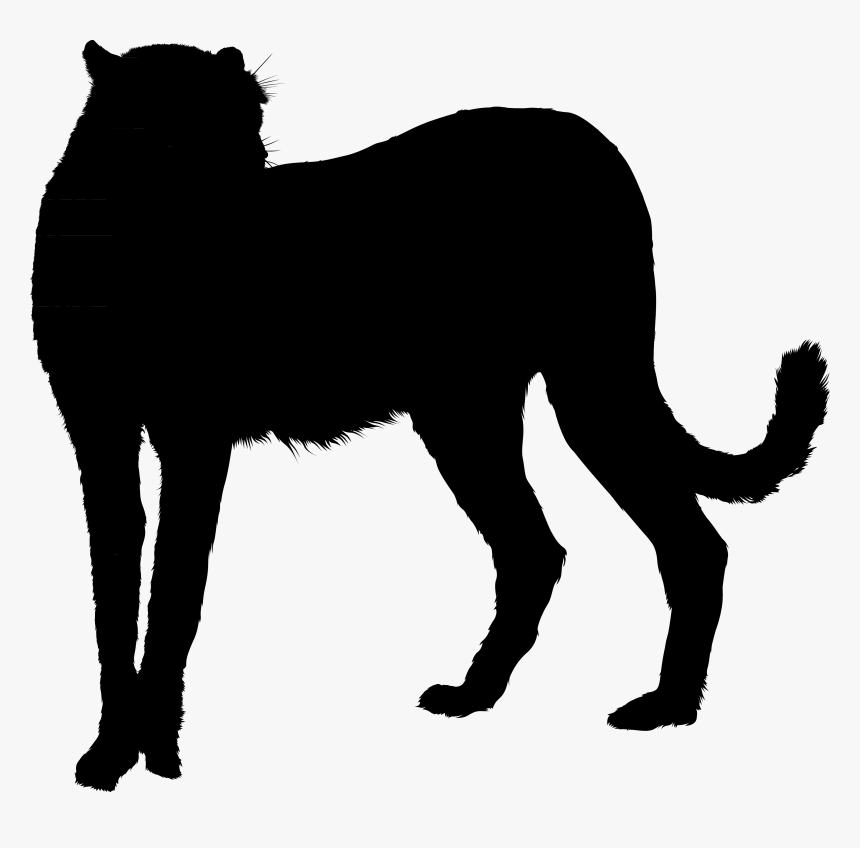 Whiskers Black Cat Black Panther Gif - Dog, HD Png Download, Free Download