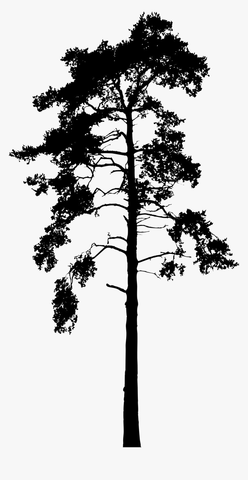 Georgia Pine , Png Download - Tall Tree Silhouette Png, Transparent Png, Free Download