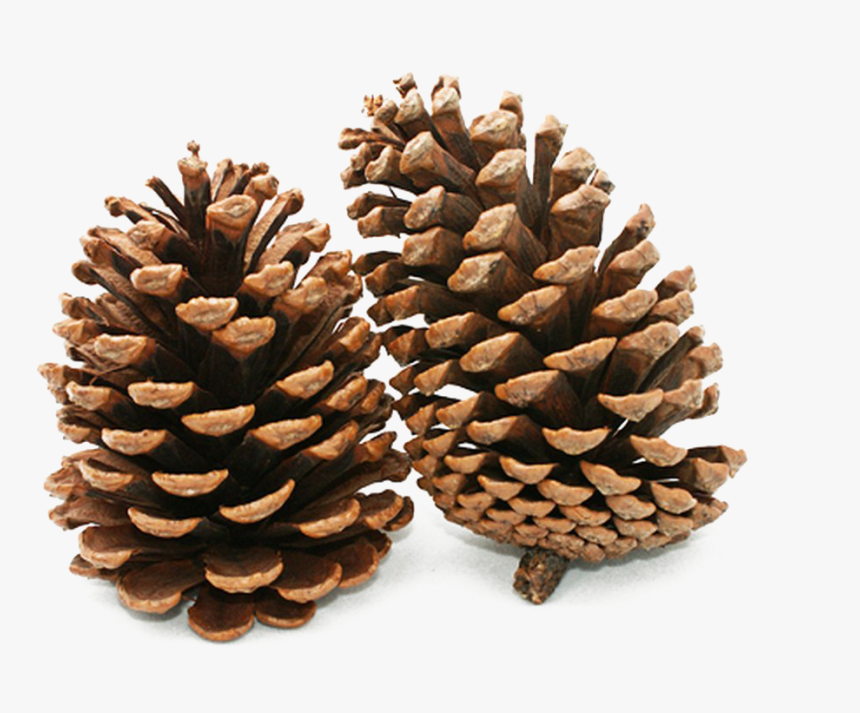 Pine Cone Png Background Image, Transparent Png, Free Download