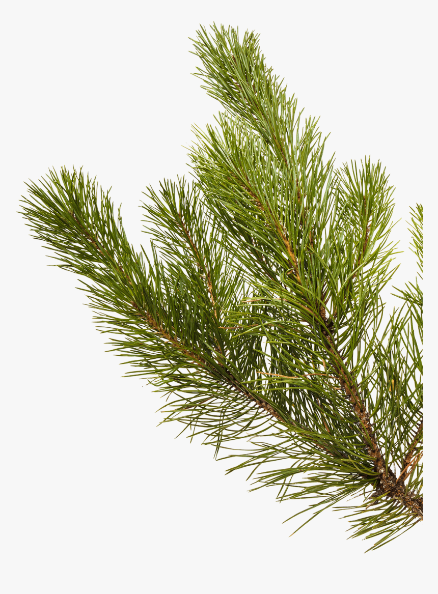 Shortstraw Pine, HD Png Download, Free Download