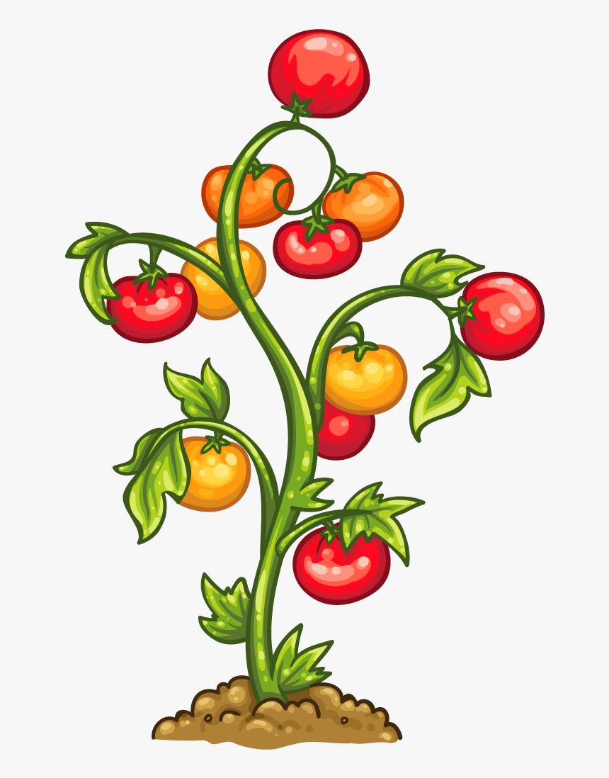 Tomato Plant Png - Green Tomato Plant Clipart, Transparent Png, Free Download