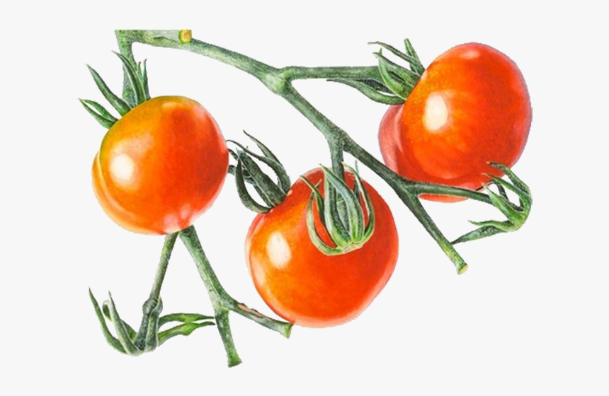 Tomatoes Drawing Red Tomato - Anna Mason Tomatoes, HD Png Download, Free Download