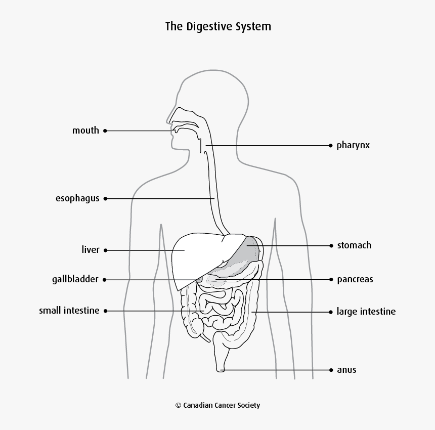 Simple Digestive System Diagram With Labels ~ news word