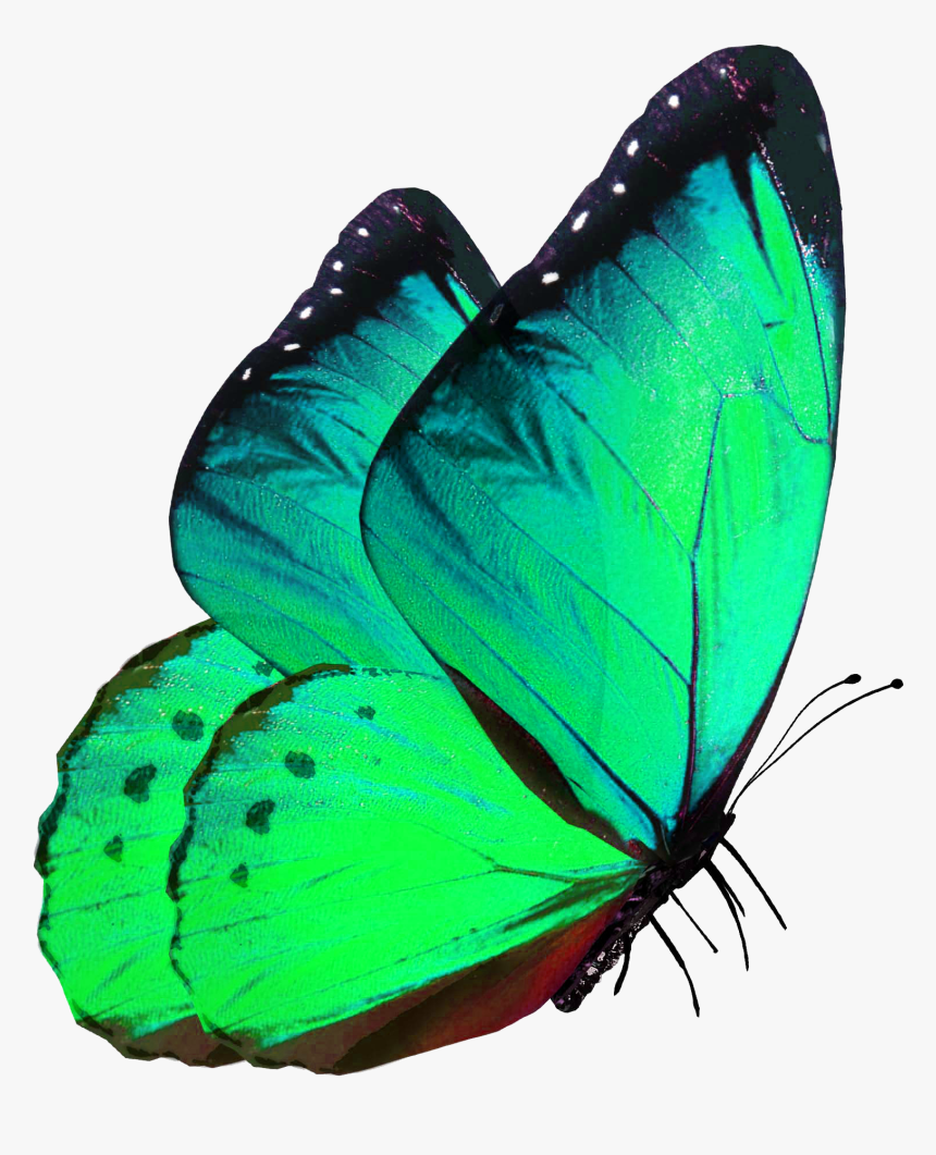 Butterfly Png Green - Butterfly Png For Editing, Transparent Png - kindpng