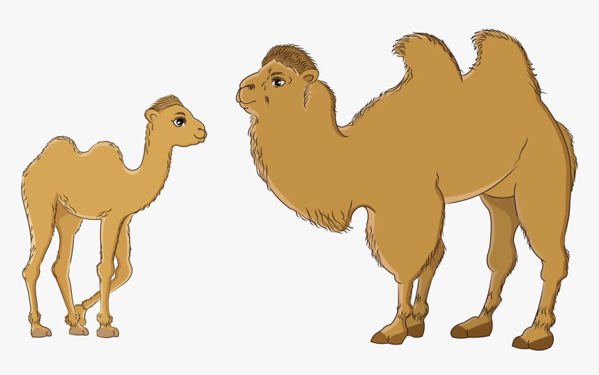 Temee - Arabian Camel, HD Png Download, Free Download