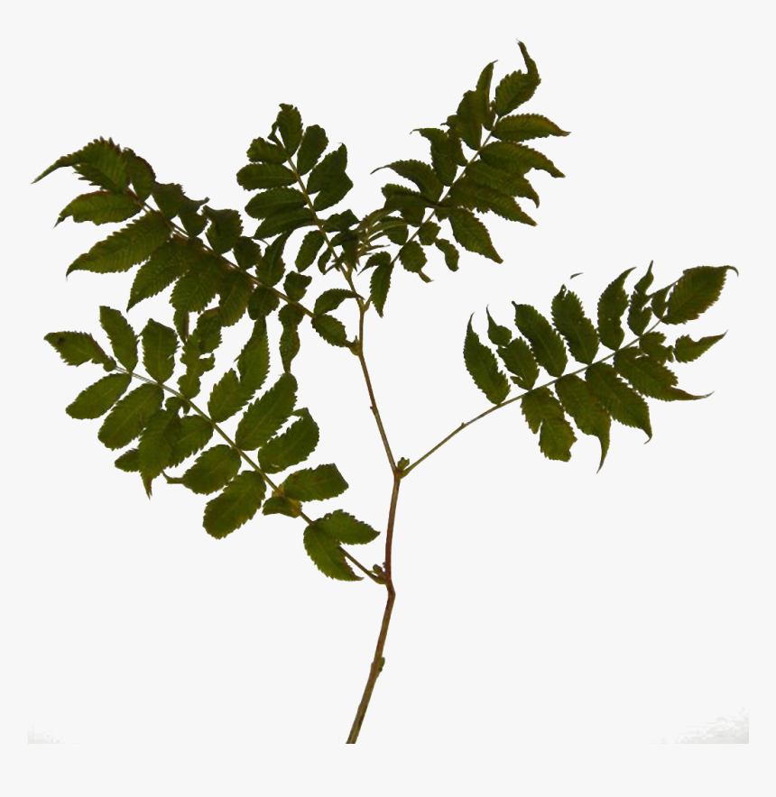 Transparent Bush Texture Png - Texture Branch Png, Png Download, Free Download