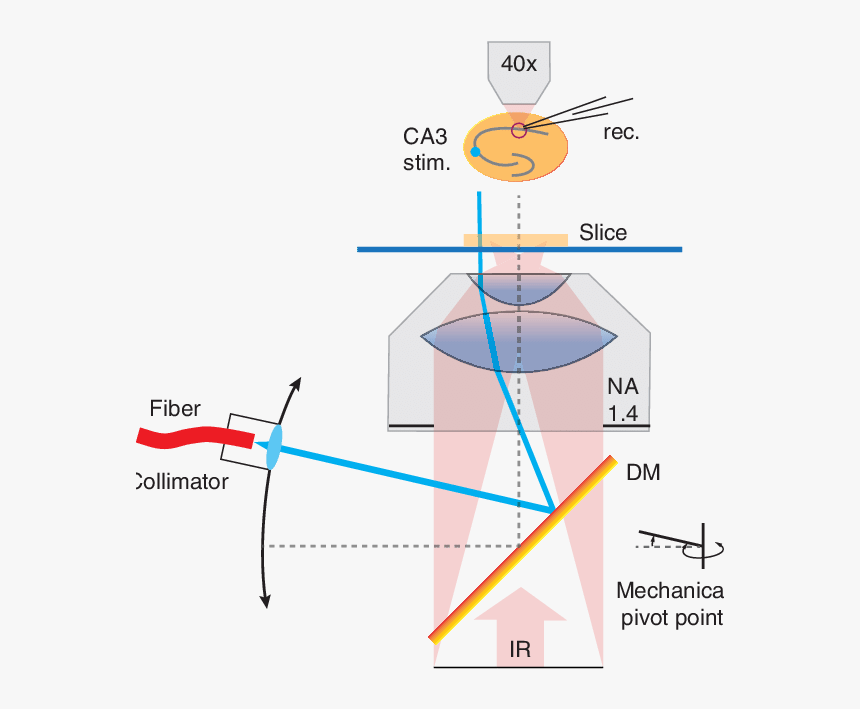 Diagram, HD Png Download, Free Download