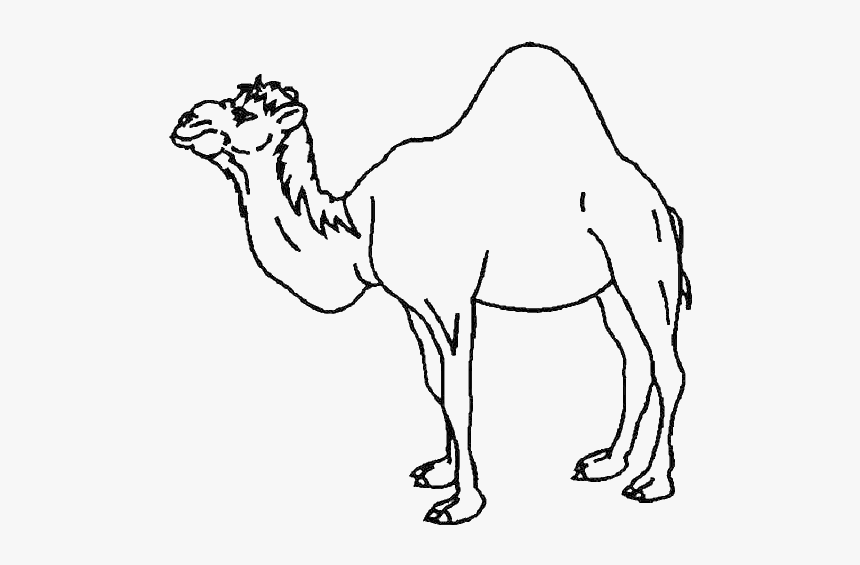 A One-humped Camel Coloring Page - Camel One Hump Drawing, HD Png Download, Free Download