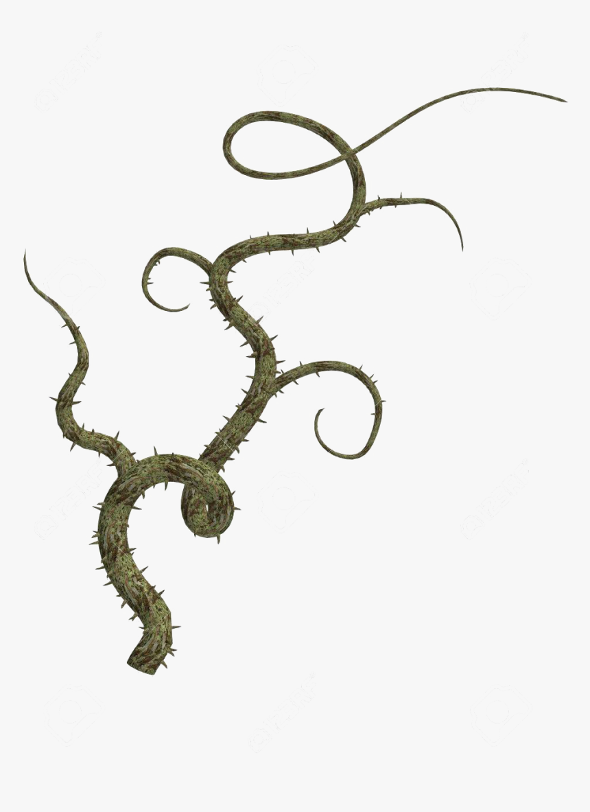 Jungle Vines Png Free Download - Thorn Vine Drawing, Transparent Png, Free Download