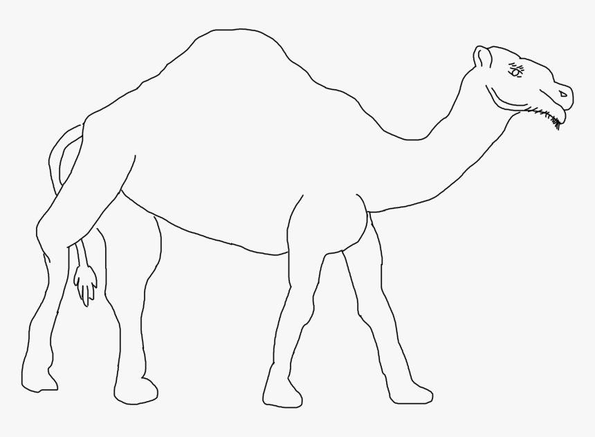 Camel - Arabian Camel, HD Png Download, Free Download