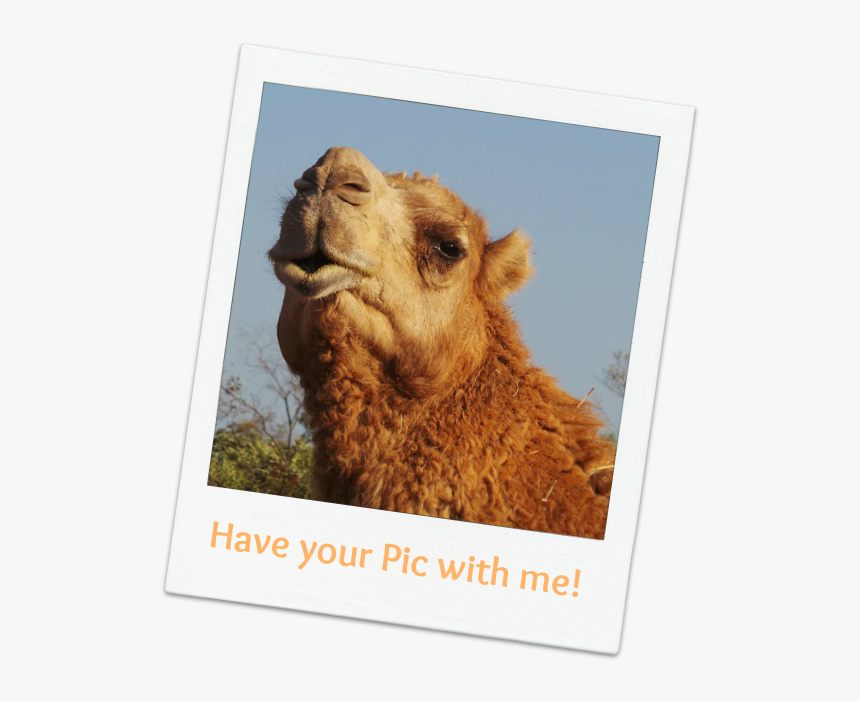 Bactrian Camel, HD Png Download, Free Download