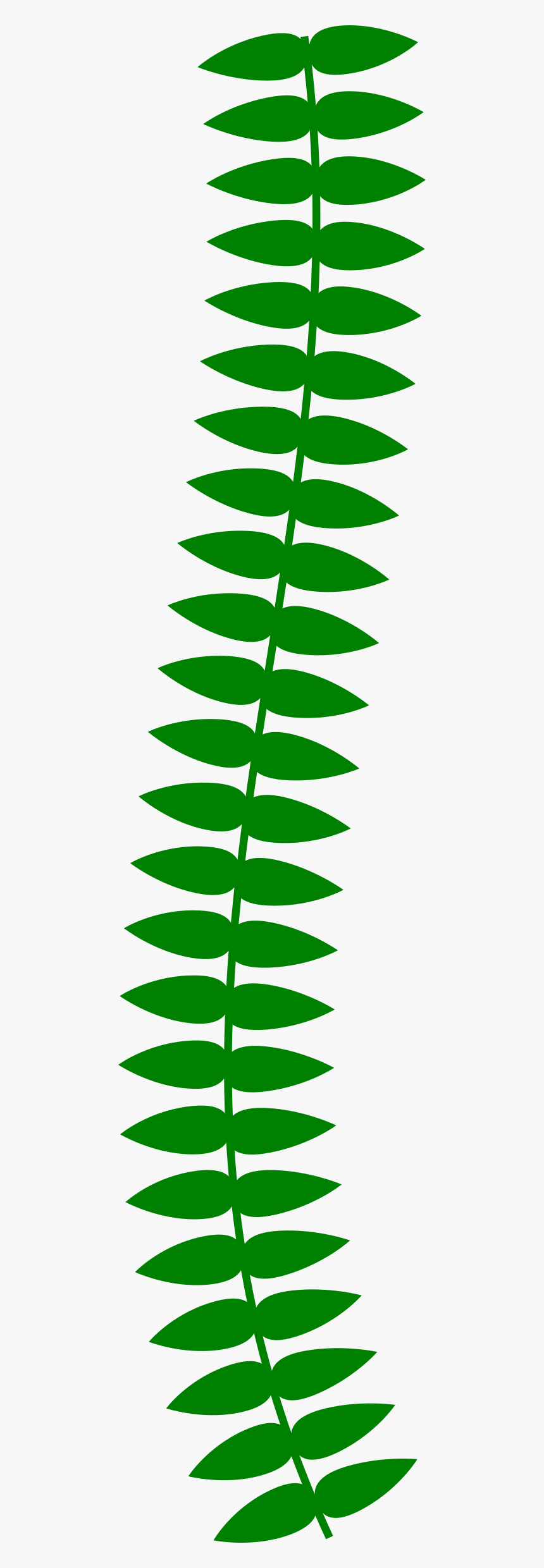 Transparent Vine Plant Png, Png Download, Free Download