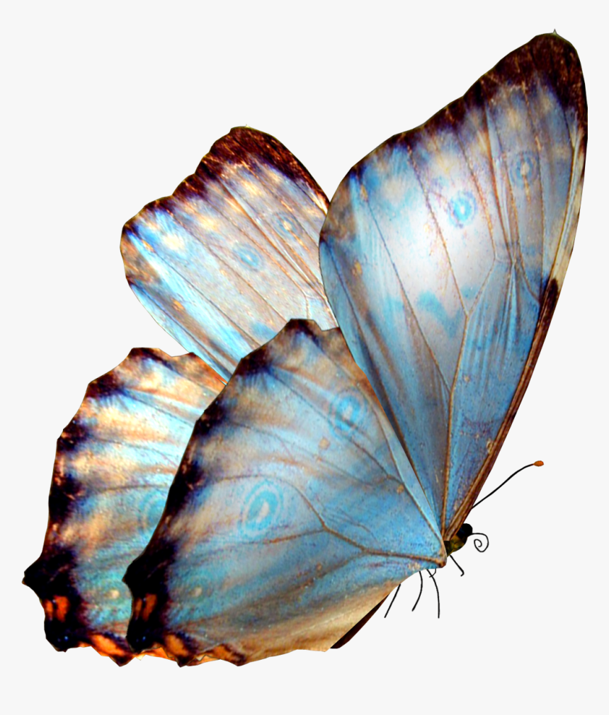 Real Butterfly Png Hd, Transparent Png, Free Download