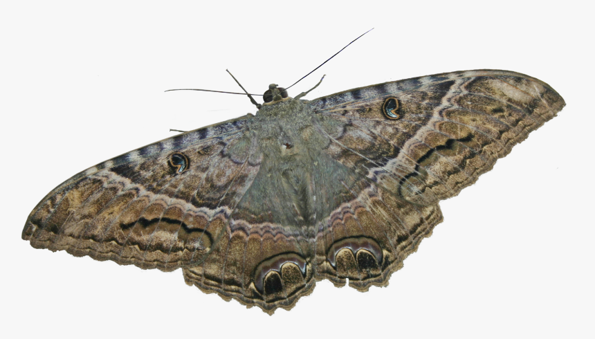 Mariposa Nocturna Ii - Ascalapha Odorata Png, Transparent Png, Free Download