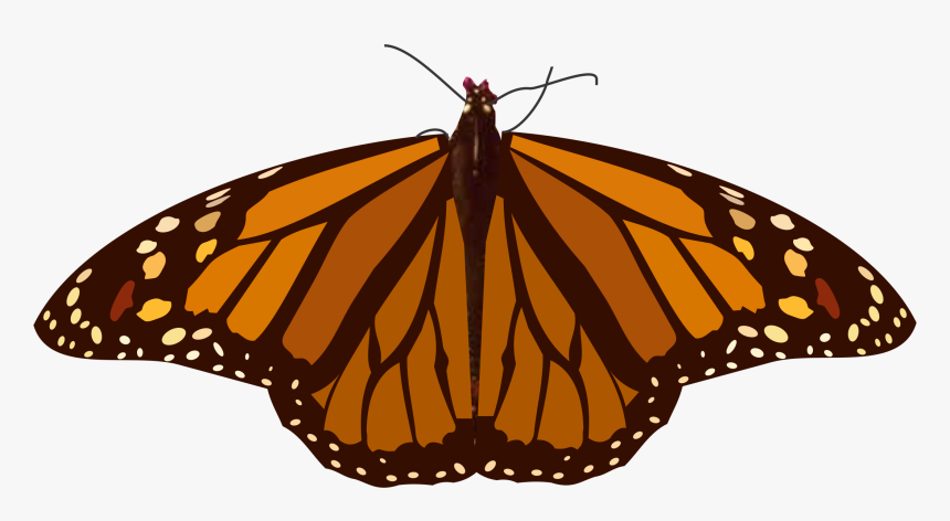 Transparent Mariposas Png - Monarch Butterfly, Png Download, Free Download