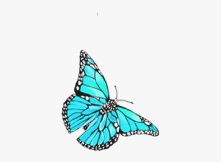 #butterfly #mariposa #blue #lightblue #azul #celeste - Mariposas Celestes Png, Transparent Png, Free Download