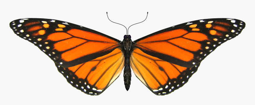 14 Best Mariposas Images - Butterfly Animated Gif Png, Transparent Png, Free Download