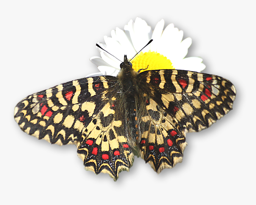 Papilio Machaon, HD Png Download, Free Download