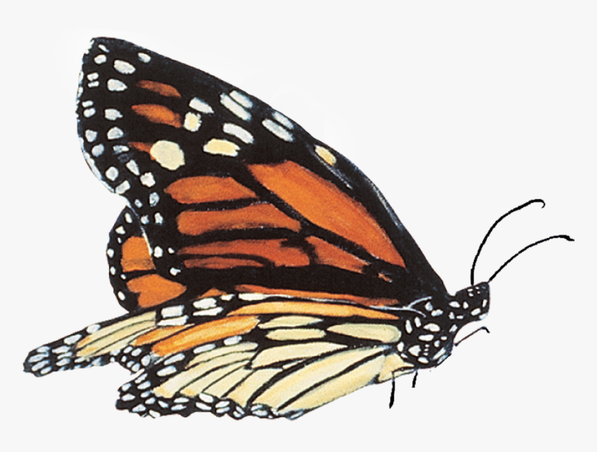 Mariposas Reales En Png , Png Download - Mariposas Reales Png, Transparent Png, Free Download