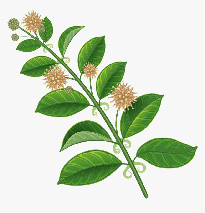 Cat"s Claw Uncaria Tomentosa - Uncaria Tomentosa Cat's Claw Plant, HD Png Download, Free Download