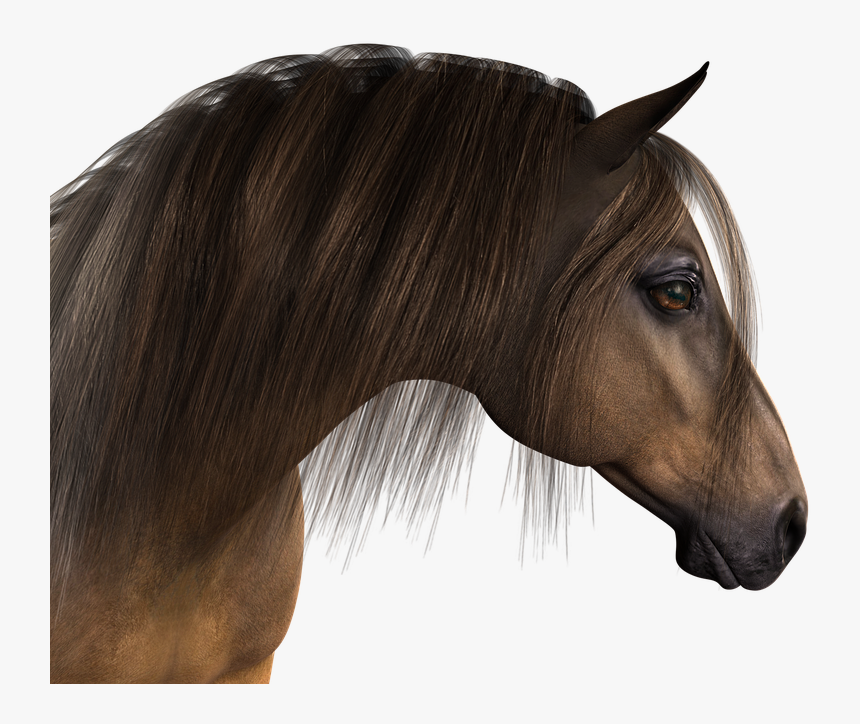 Horse, Head, Horse Head, Animal, Mane, Animal Portrait - Cabeça De Cavalo Png, Transparent Png, Free Download