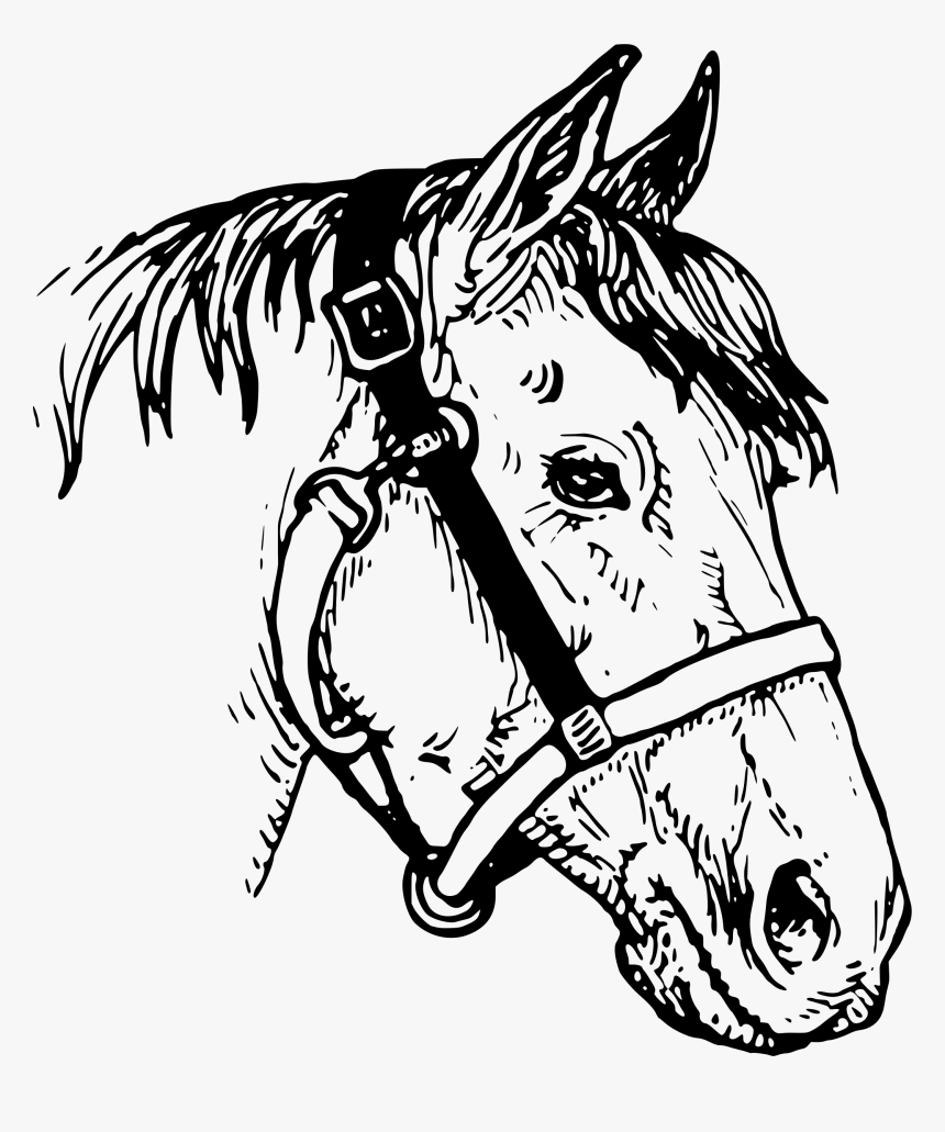 Horse Head - Line Drawing Horses Head, HD Png Download, Free Download