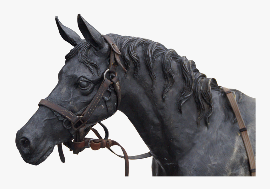 Horse, Horse Head, Portrait, - صورة حصان نحت, HD Png Download, Free Download