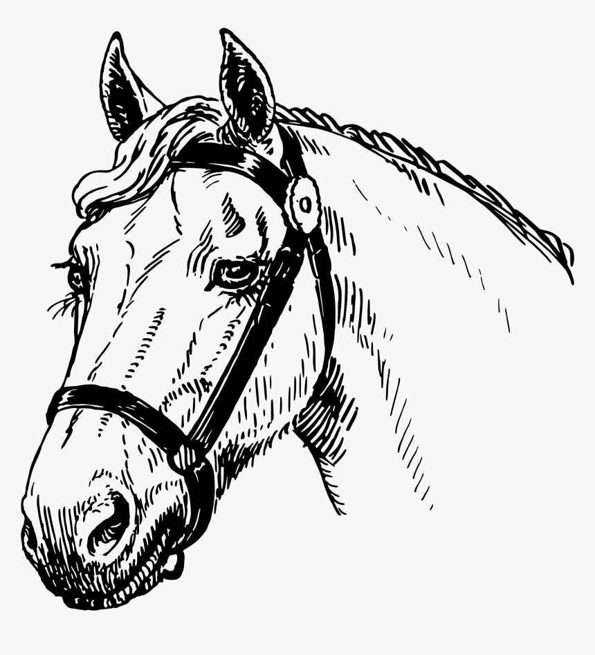 Horse Head - Horse Head Sketch Big, HD Png Download, Free Download