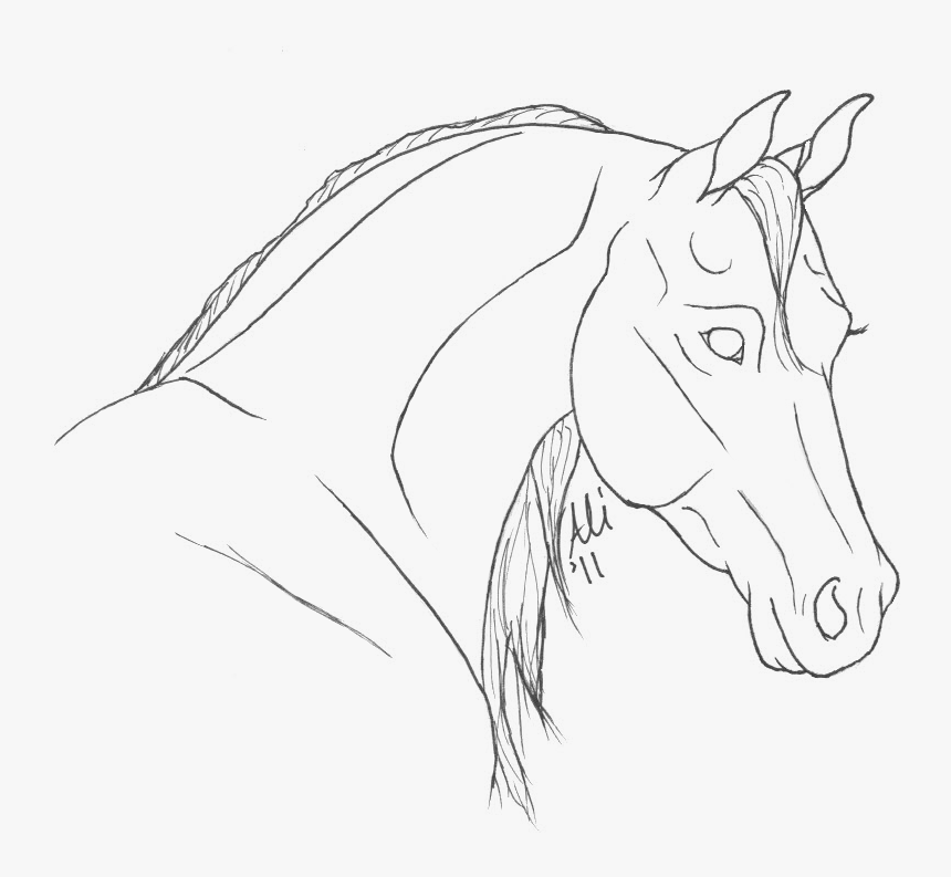Horse Head Line Drawing - Horse Line Art Head, HD Png Download, Free Download