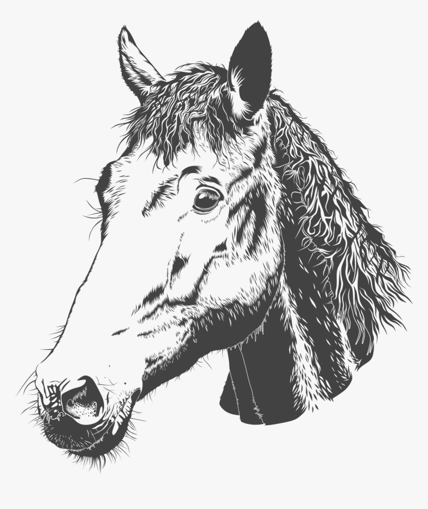 Horse Head Png, Transparent Png, Free Download