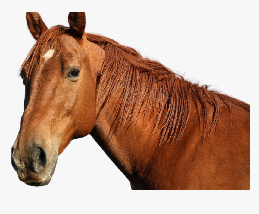 Horse Png Image - High Resolution Pictures Of Animals, Transparent Png, Free Download