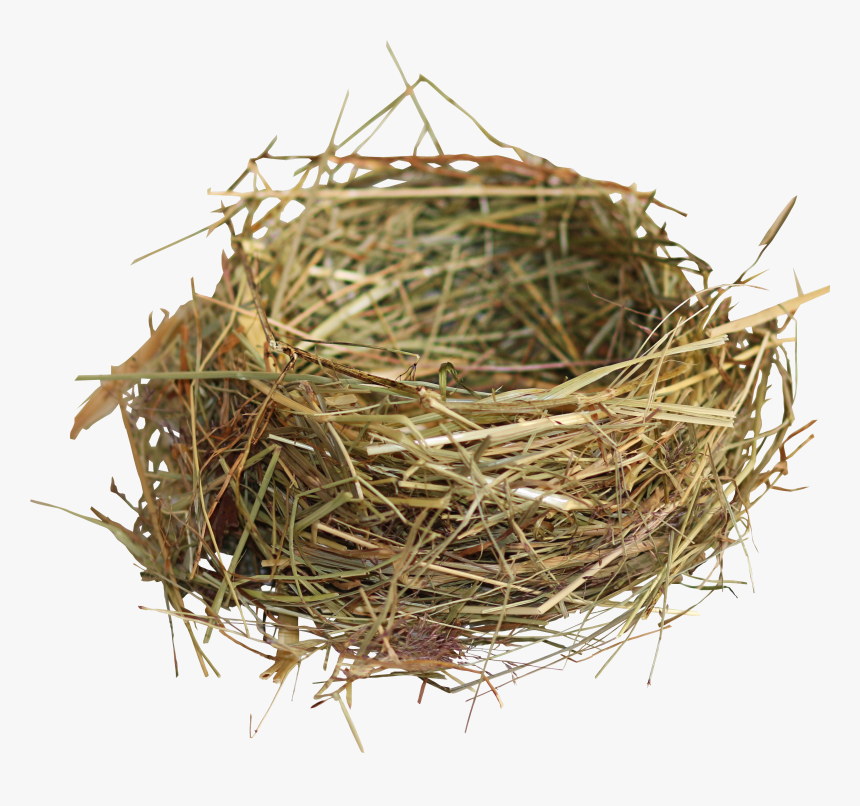 Nest Png - Birds Nest Png, Transparent Png, Free Download