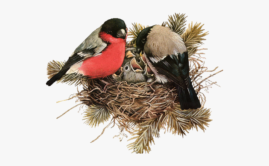 Nest Png File Download Free - Birds In Nest Png, Transparent Png, Free Download