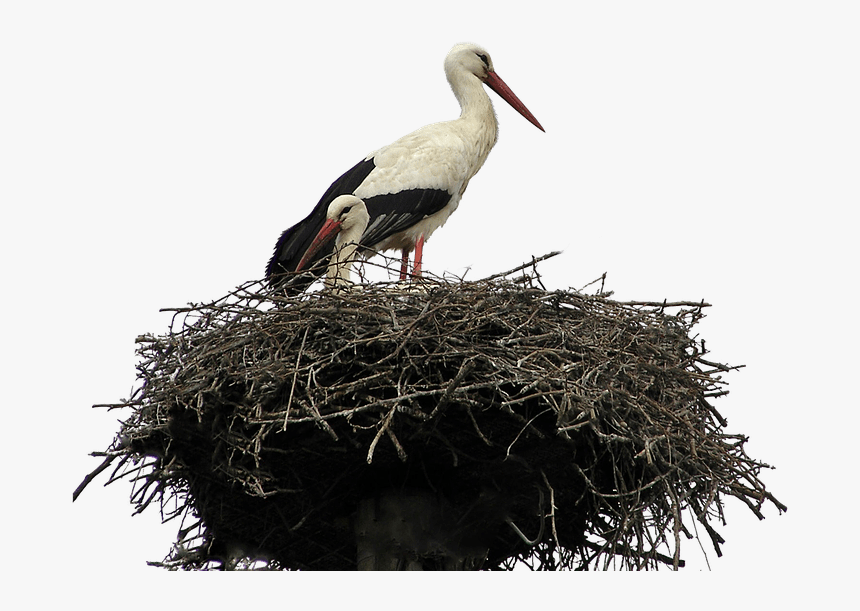 Stork Nest - Stork Nest Png, Transparent Png, Free Download