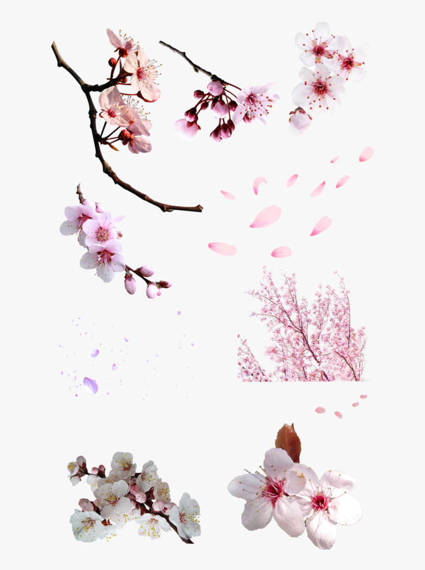 Flor Sakura Png - Png Flor Cerezo, Transparent Png, Free Download