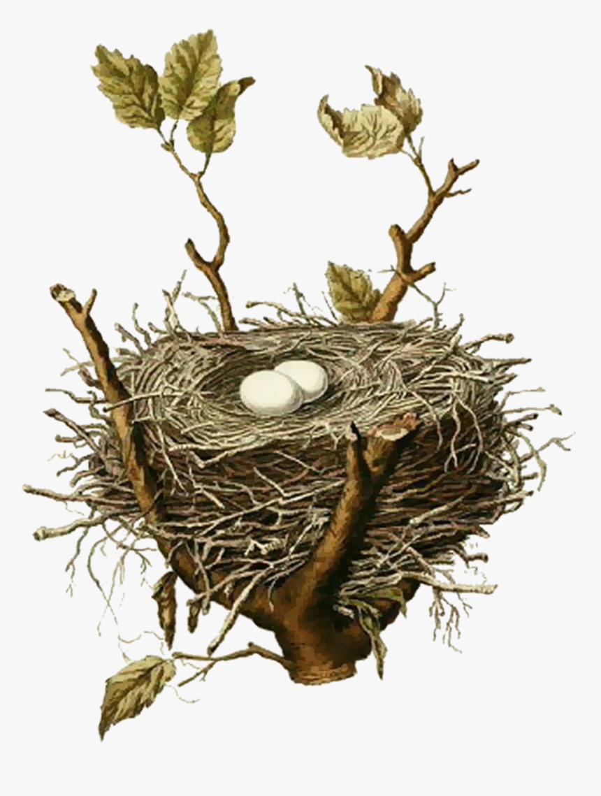 Easy Free Pictures Of Birds Nests Bird Nest House Sparrow - Vintage Bird Nest Illustration, HD Png Download, Free Download