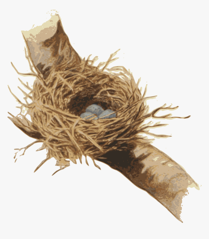 Nest,bird Nest,plant - Root, HD Png Download, Free Download
