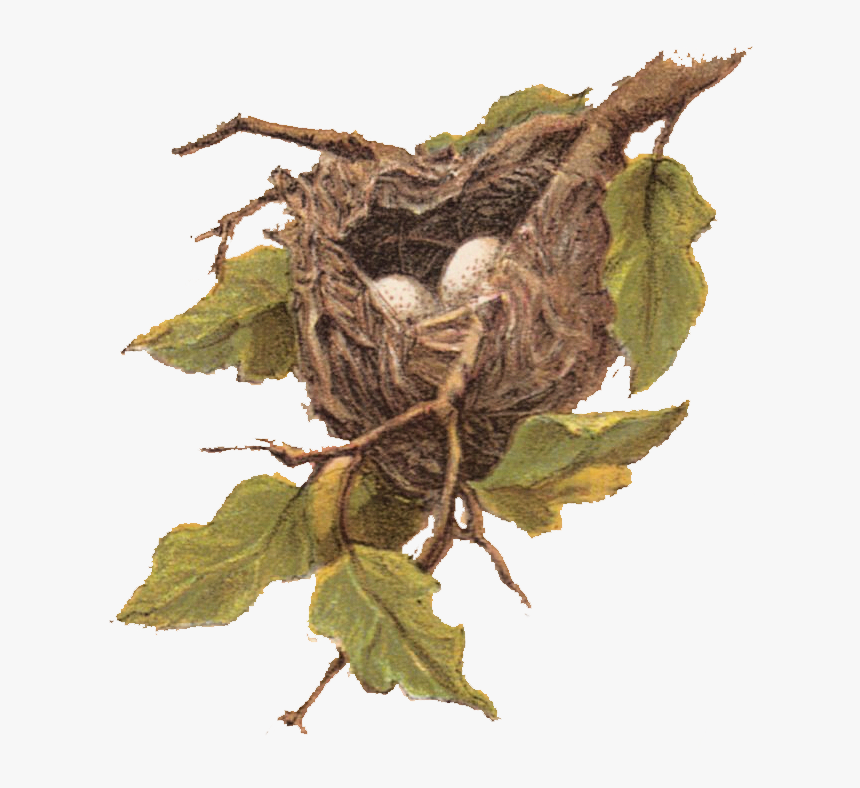 Nest On A Tree Png - Bird Nest Clip Art, Transparent Png, Free Download