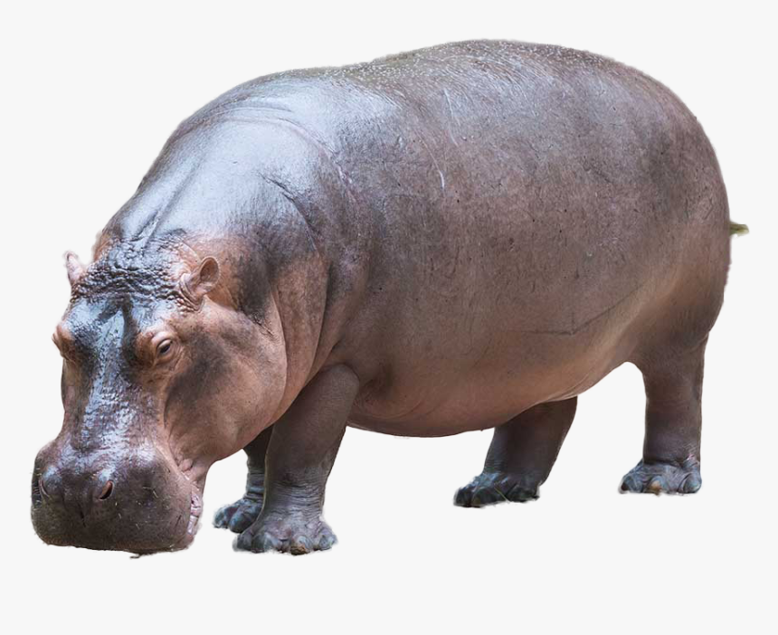 Hippopotamus Png Image - Hippopotamus Meaning In Hindi, Transparent Png, Free Download