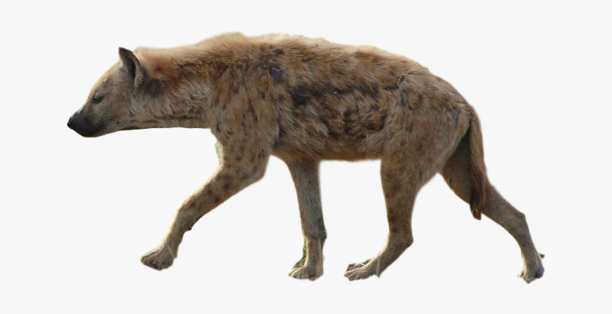 Download Hyena Png Transparent Images Transparent Backgrounds - Hyena Png, Png Download, Free Download