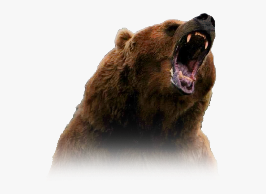 Transparent Grizzly Bear Png - Grizzly Bear Png, Png Download, Free Download