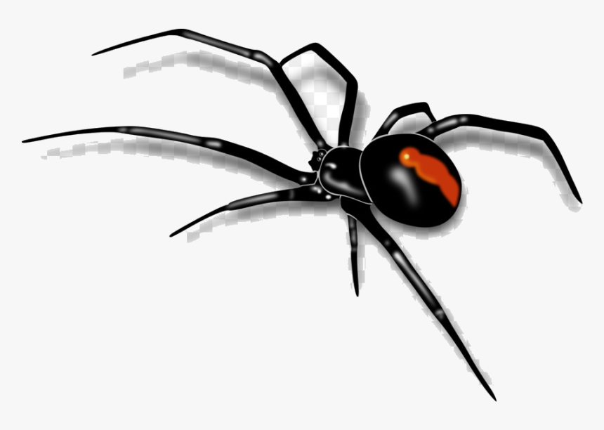 Spider Black Widow Clipart Transparent Png - Red Back Spider Drawing, Png Download, Free Download