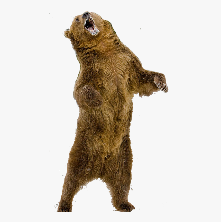Grizzly Bear Standing Png, Transparent Png, Free Download