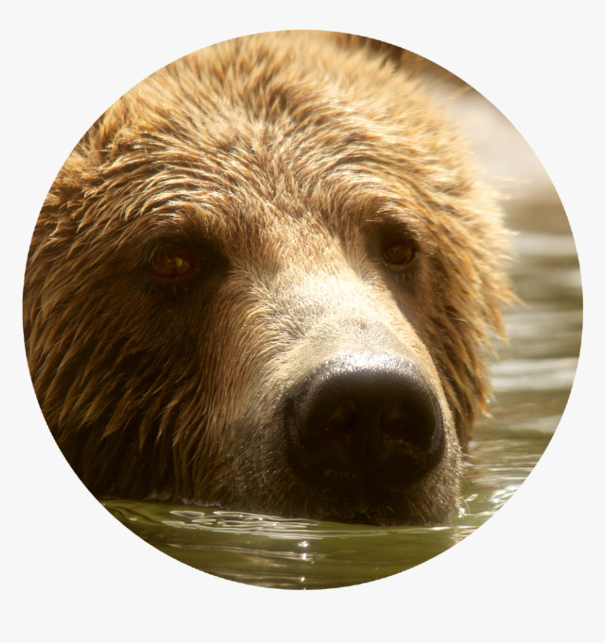 Grizzly Bear, HD Png Download, Free Download