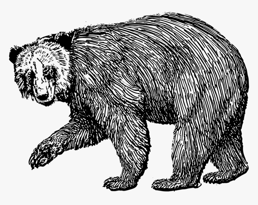 Bear, Grizzly, Brown, Grizzly Bear, Wild, Animal - Bear Drawings, HD Png Download, Free Download