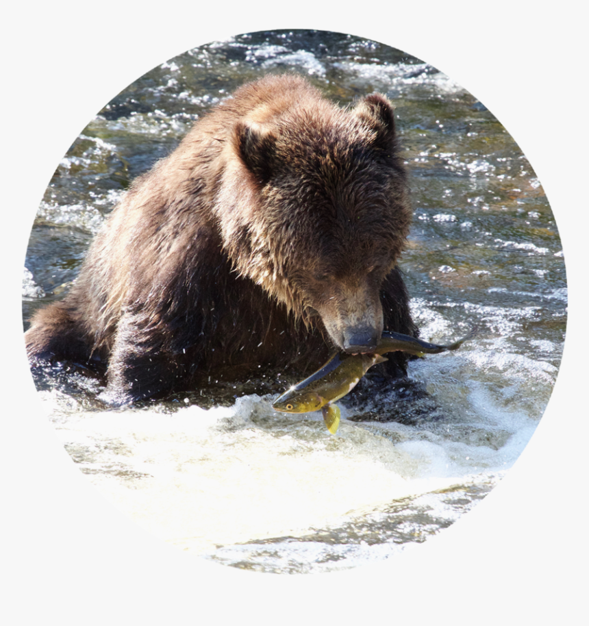 Grizzly Bear, HD Png Download, Free Download