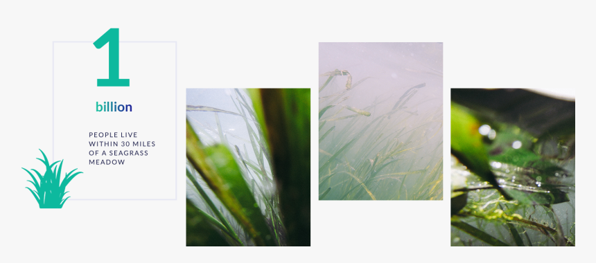 Transparent Sea Grass Png - Sweet Grass, Png Download, Free Download