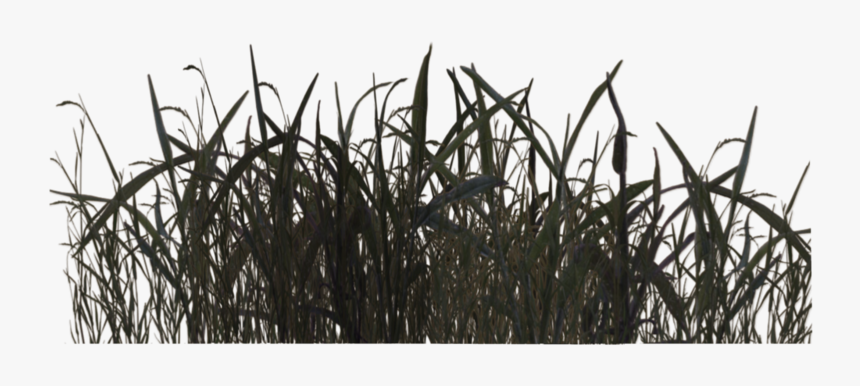 Swamp Grass 02 By Wolverine04 - Black And White Grass Png, Transparent Png, Free Download