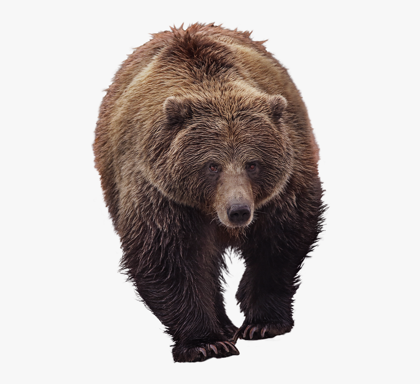 Bear, Grizzly, Animal World, Predator, Furry, Brown - Medvěd Png, Transparent Png, Free Download