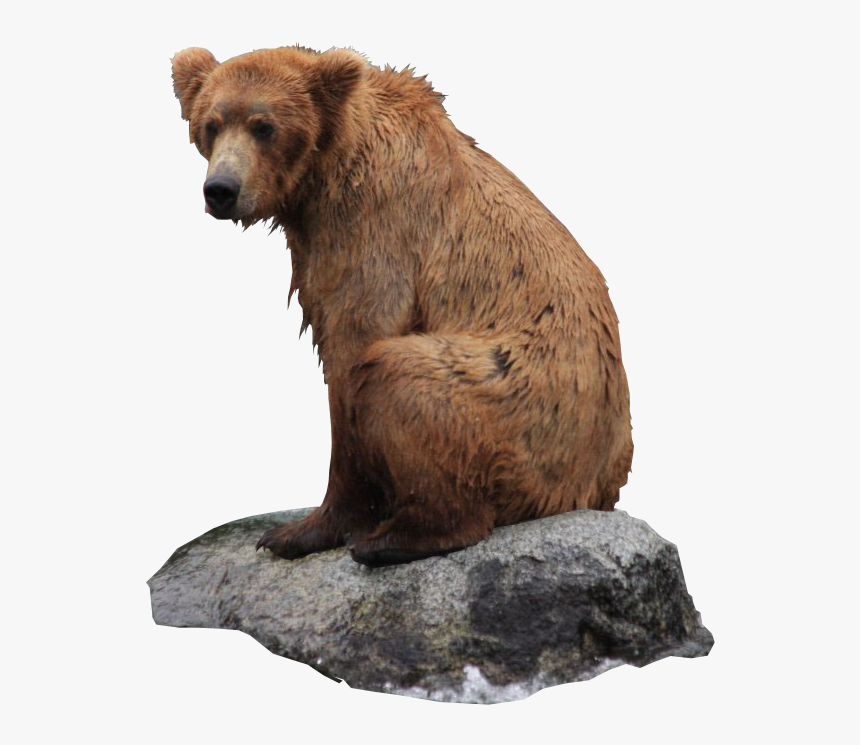 23448 - Grizzly Bear Png Transparent, Png Download, Free Download